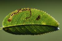 Stigmella anomalella