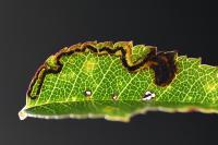 Stigmella anomalella