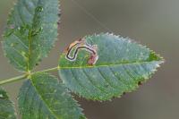 Stigmella anomalella