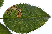 Stigmella anomalella