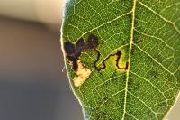 Ectoedemia heringella