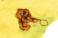 Stigmella trimaculella