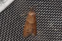 Tortricodes alternella