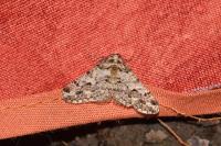 Agriopis leucophaearia
