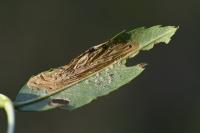 Gracillaria syringella
