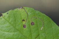 Bucculatrix frangutella