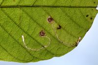 Bucculatrix frangutella