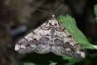 Agriopis leucophaearia