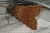 Orthosia cruda