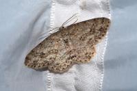 Ectropis crepuscularia