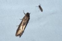 Tortricodes alternella