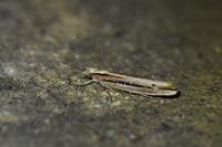 Ypsolopha ustella