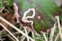 Stigmella aurella