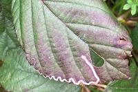 Stigmella aurella