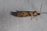 Tortricodes alternella