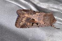 Orthosia gothica