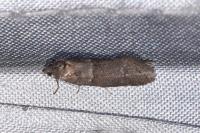 Tortricodes alternella