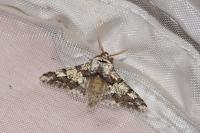 Biston strataria