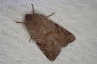 Orthosia incerta