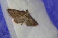 Gymnoscelis rufifasciata