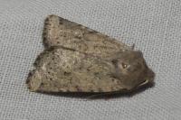 Spudaea ruticilla
