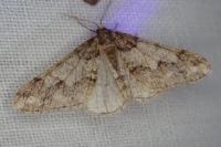 Agriopis leucophaearia