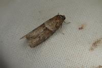 Tortricodes alternella