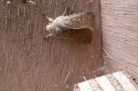 Orthosia cruda