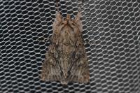 Xylocampa areola