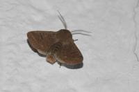 Orthosia cruda