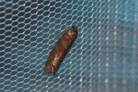 Tortricodes alternella