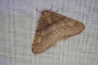 Phigaliohybernia marginaria