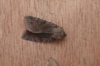 Cerastis rubricosa