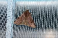 Cerastis rubricosa