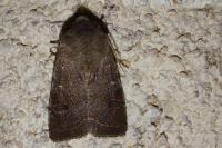 Orthosia incerta