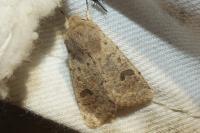 Orthosia cruda