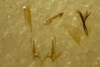 Gelechia sororculella