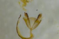 Coleophora lutipennella