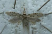 Ateliotum petrinellum