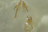 Ateliotum petrinellum