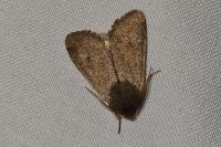 Orthosia cruda