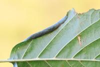 Caloptilia falconipennella
