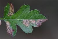 Stigmella hybnerella