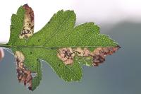 Stigmella hybnerella