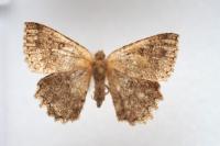 Charissa obscurata
