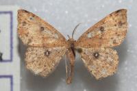 Cyclophora porata