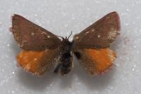 Lythria purpuraria