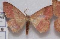 Rhodostrophia vibicaria