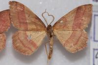 Rhodostrophia vibicaria