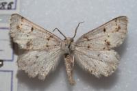 Dyscia fagaria